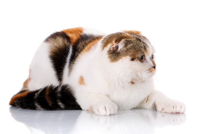 Calico Scottish Fold cat lying down