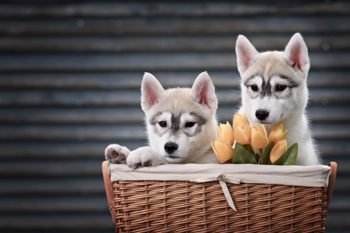 Two Husky Puppies in a Wicker Basket with Tulips