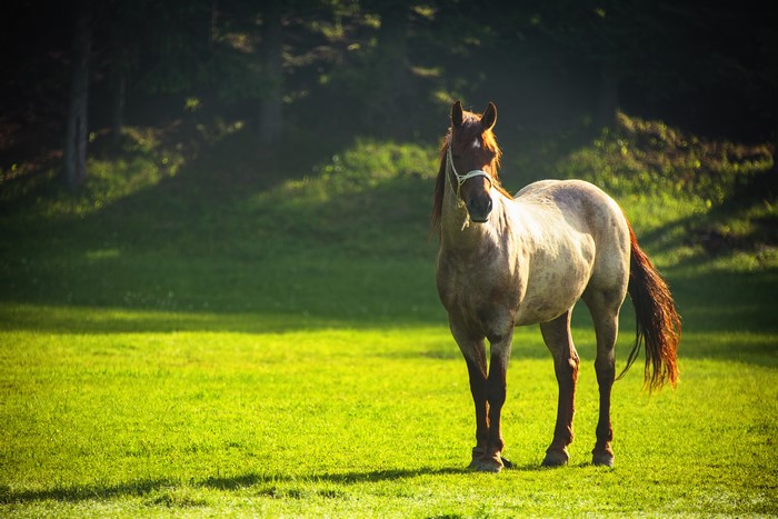 Horse in a grassy field
