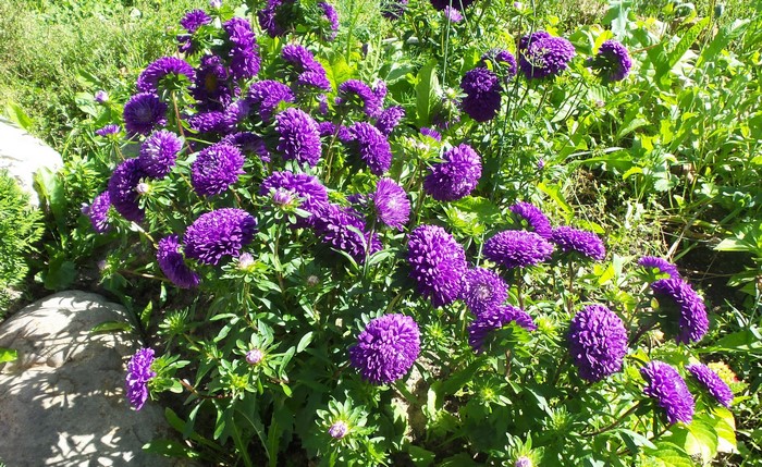 Purple Asters in a Garden