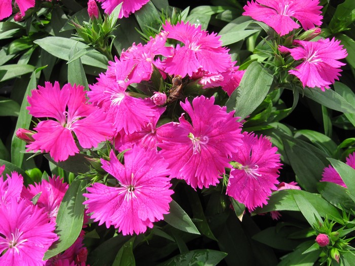 Close-up of pink Dianthus barbatus flowers