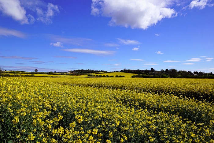 Field of Rapeseed Under a Blue Sky