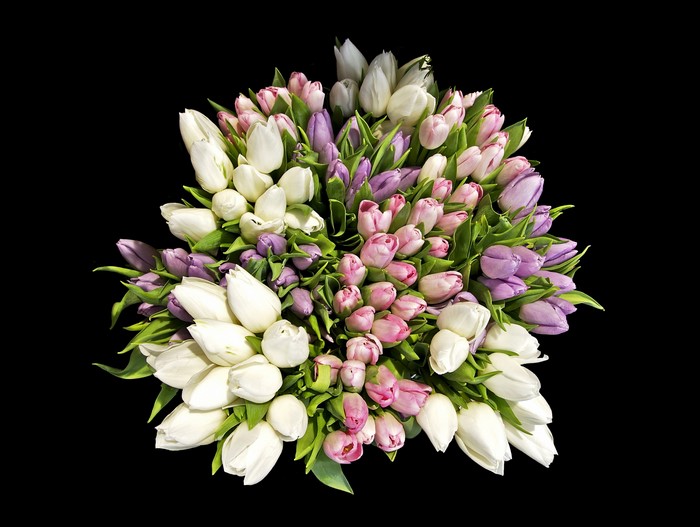 Bouquet of white, pink, and purple tulips on a black background