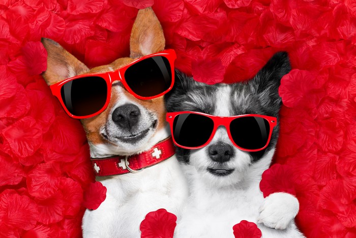 Two dogs wearing sunglasses lying on red petals