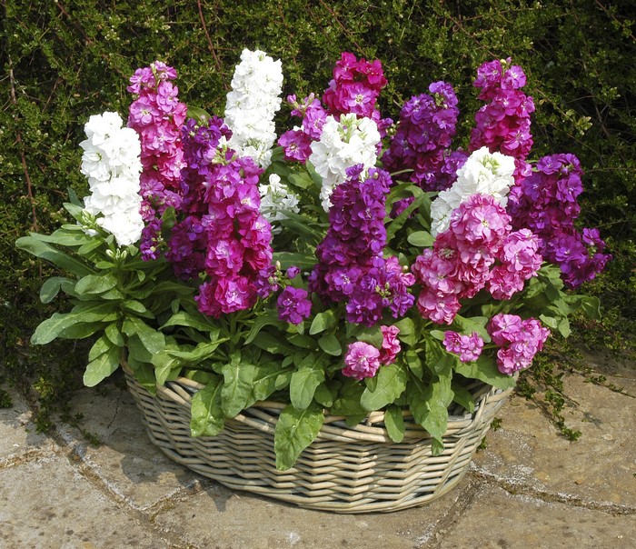 Basket of pink, purple, and white stock flowers