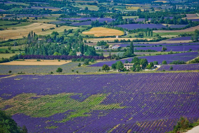 Lavender Fields in Provence
