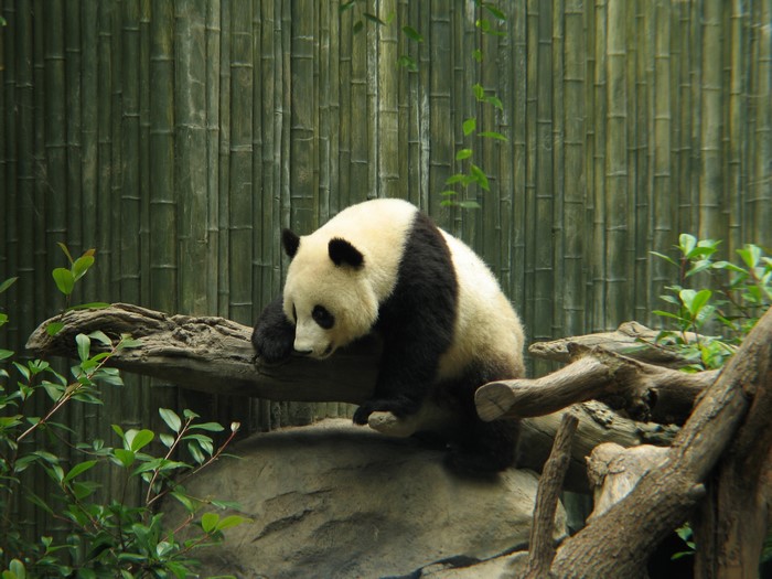 Panda sitting on a log in front of bamboo