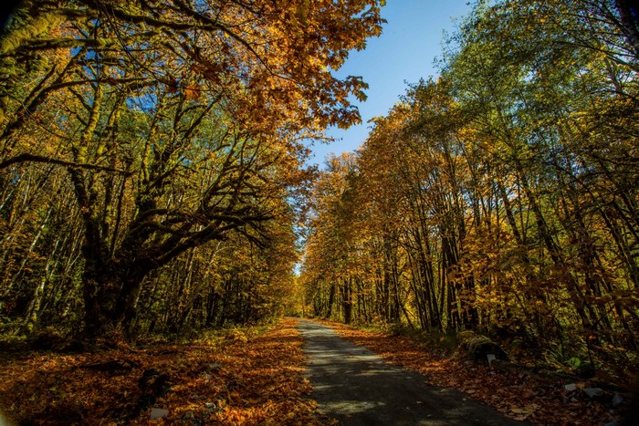 4K Autumn Forest Trail with Foliage