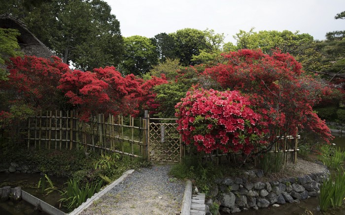 Japanese Garden with Red Azaleas and Bamboo Fence