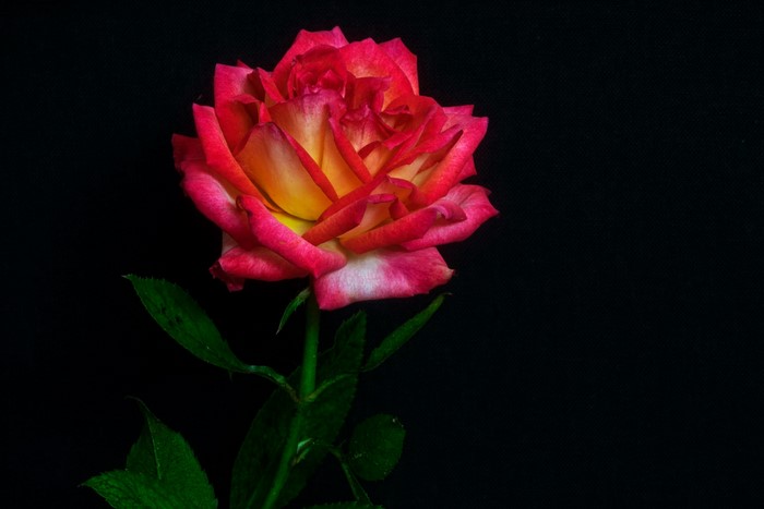Red and yellow rose with green leaves on black background