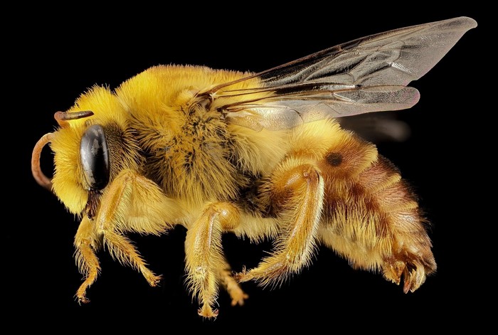 Close-up of a fuzzy yellow bee on a black background