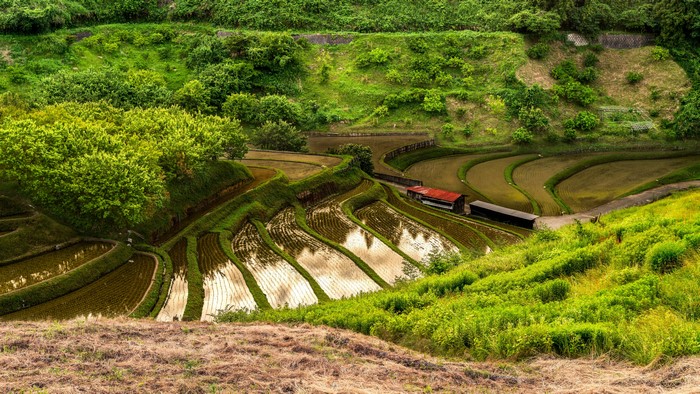 Terraced rice fields in Japan with green hills