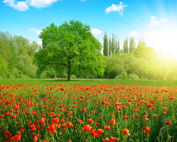 Field of red poppies with a large green tree and sun