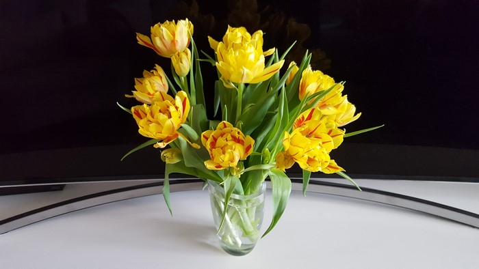 Yellow tulips in a vase