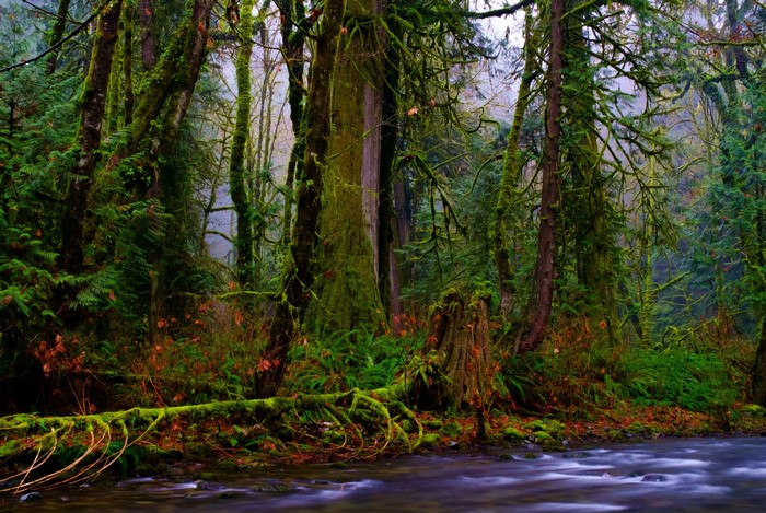 Moss-covered trees and a stream in Goldstream Provincial Park