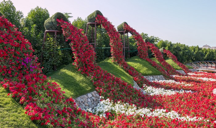 Miracle Garden Dubai Petunia Flower Design