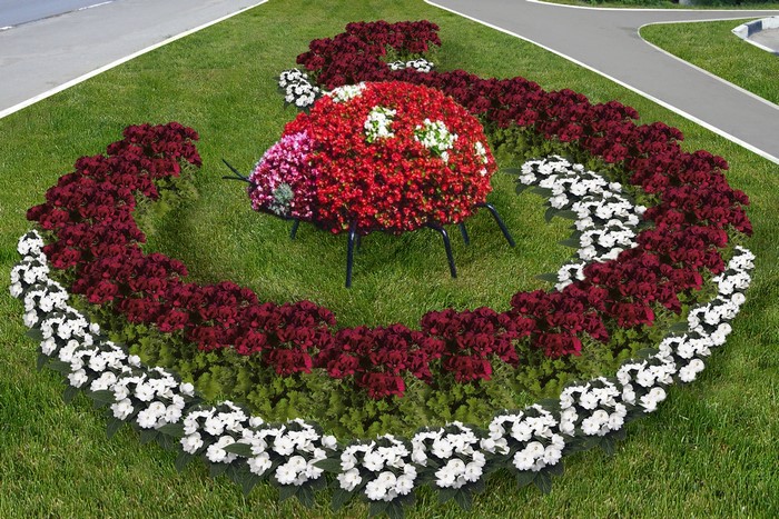 Ladybug flower bed design with red and white flowers