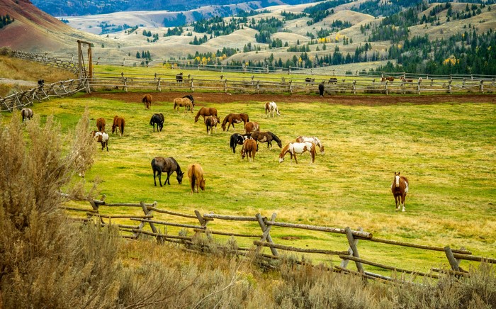 Horses grazing in a fenced pasture with rolling hills