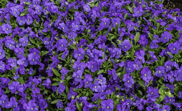 Closeup of Vibrant Violet Aubretia Flowers