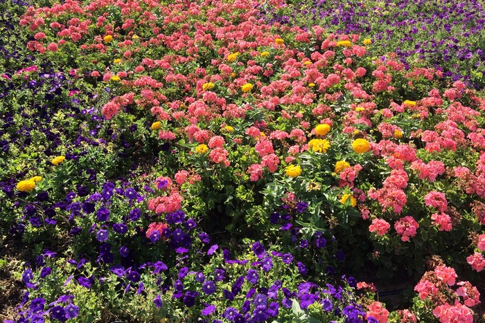Flower bed with pink, yellow, and purple flowers