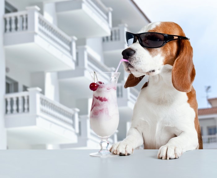 Beagle Dog Drinking a Cocktail with Cherries