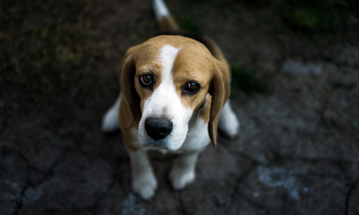 Beagle Dog Looking Up