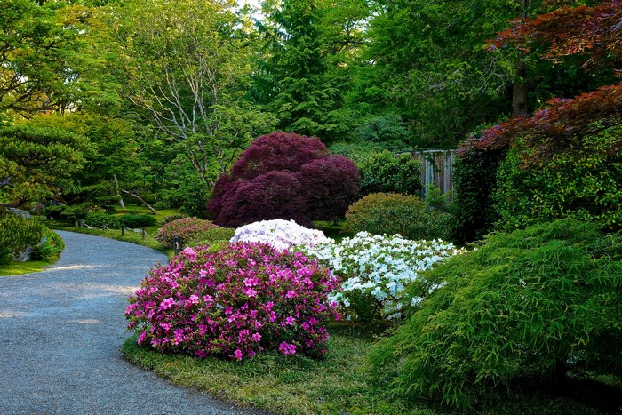 Seattle Japanese Garden with Rhododendrons and Maple Trees