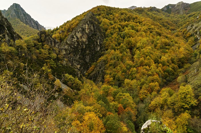 Autumn forest in mountains