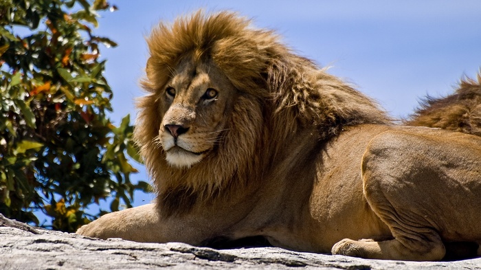 Lion resting on rocks with tree and sky