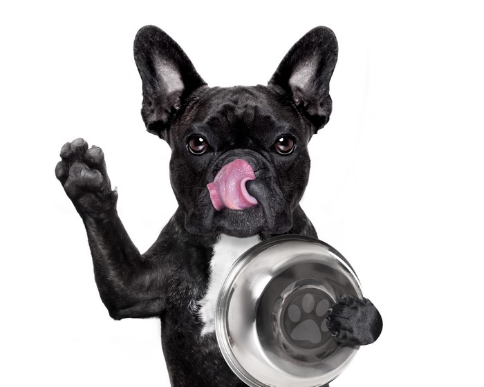 Black French Bulldog with Food Bowl