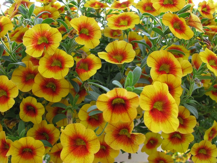 Yellow and red Calibrachoa flowers
