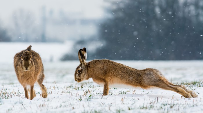 Two Hares in Snow