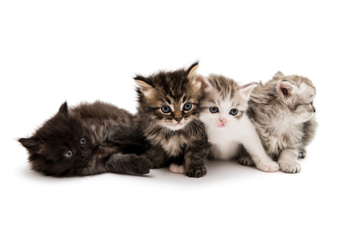 Four Kittens on White Background
