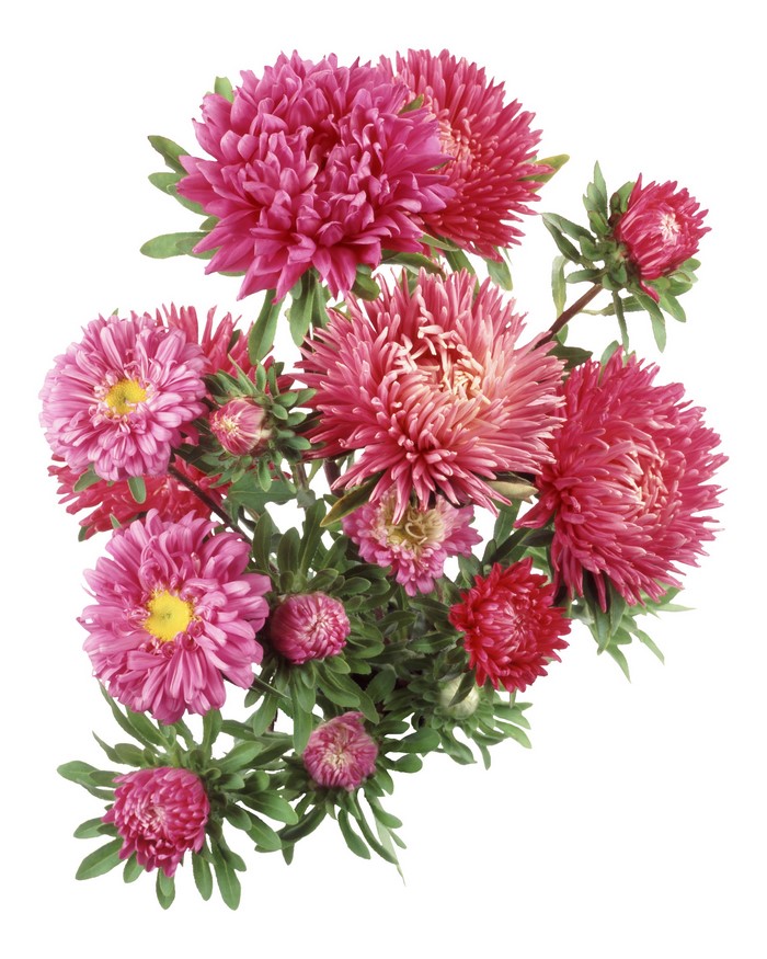 Pink Asters flowers on a white background