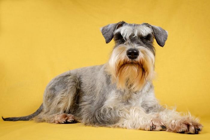 Schnauzer dog lying on a yellow background