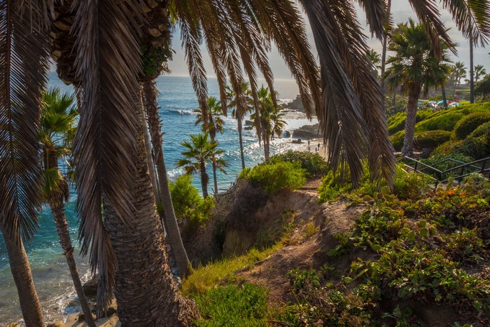 Palm trees overlooking the ocean at Laguna Beach, California