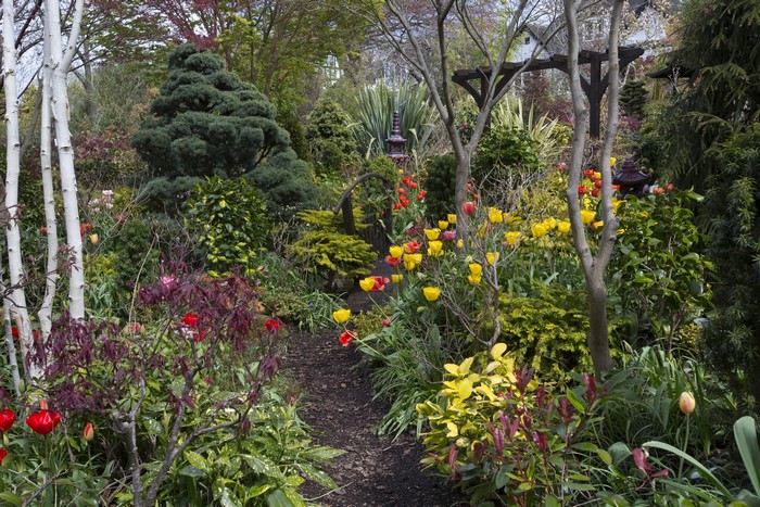 Walsall Garden with Tulips in England