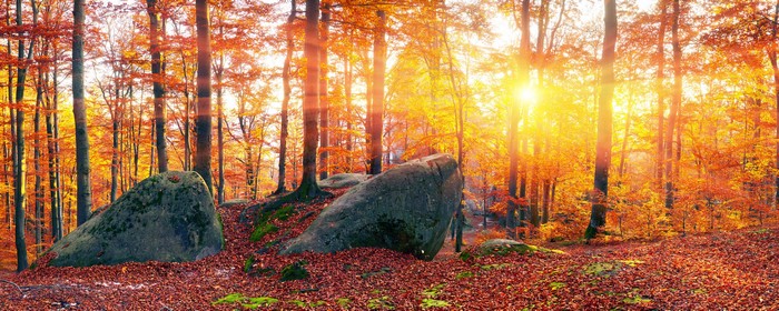 Autumn forest in Zakarpattia with sun rays and stones