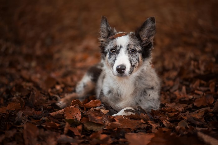 Puppy Border Collie in Autumn Foliage
