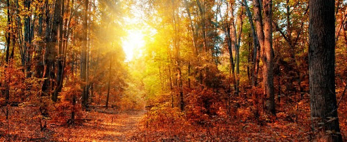 Autumn forest with sunbeams filtering through trees