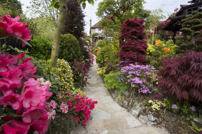 Garden path with rhododendrons and Japanese maples in England