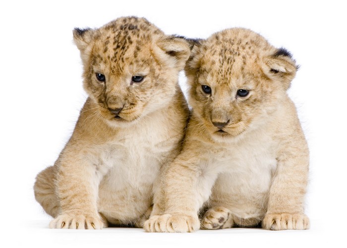 Two Lion Cubs on White Background