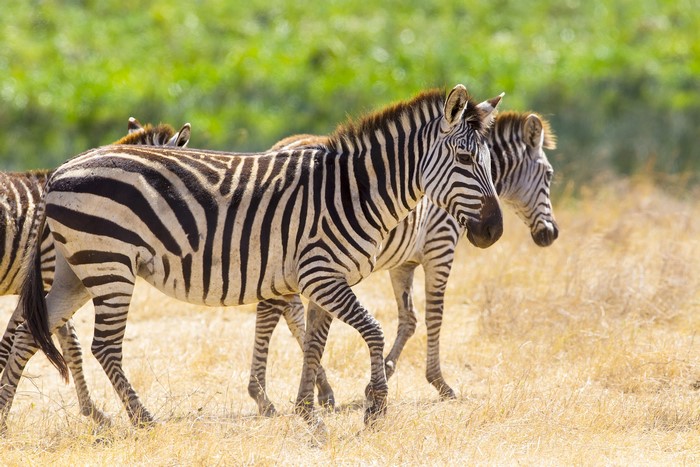 Zebras walking in a dry grassy field