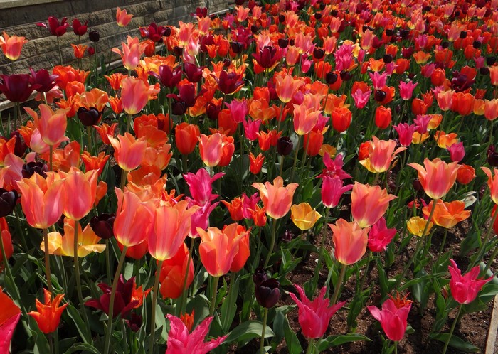 A field of colorful tulips