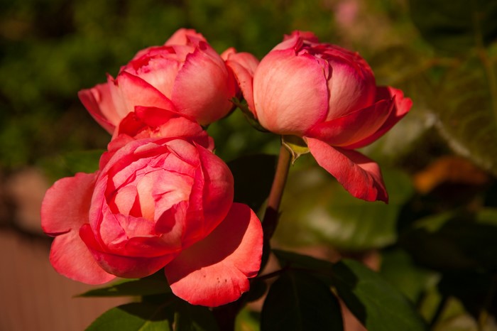 Close-up of pink roses in bloom