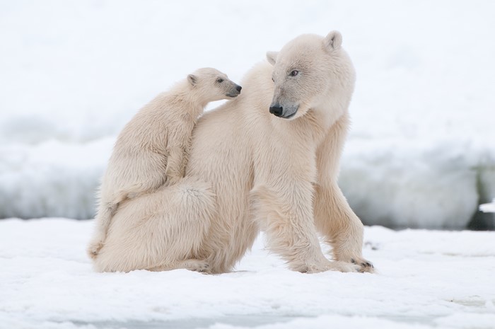Polar Bears and Cub in Snow
