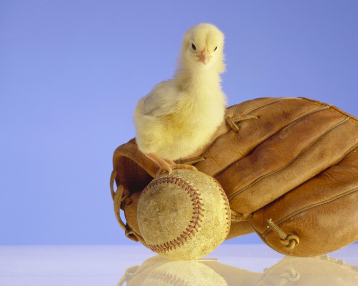 Chick on a baseball glove with a baseball