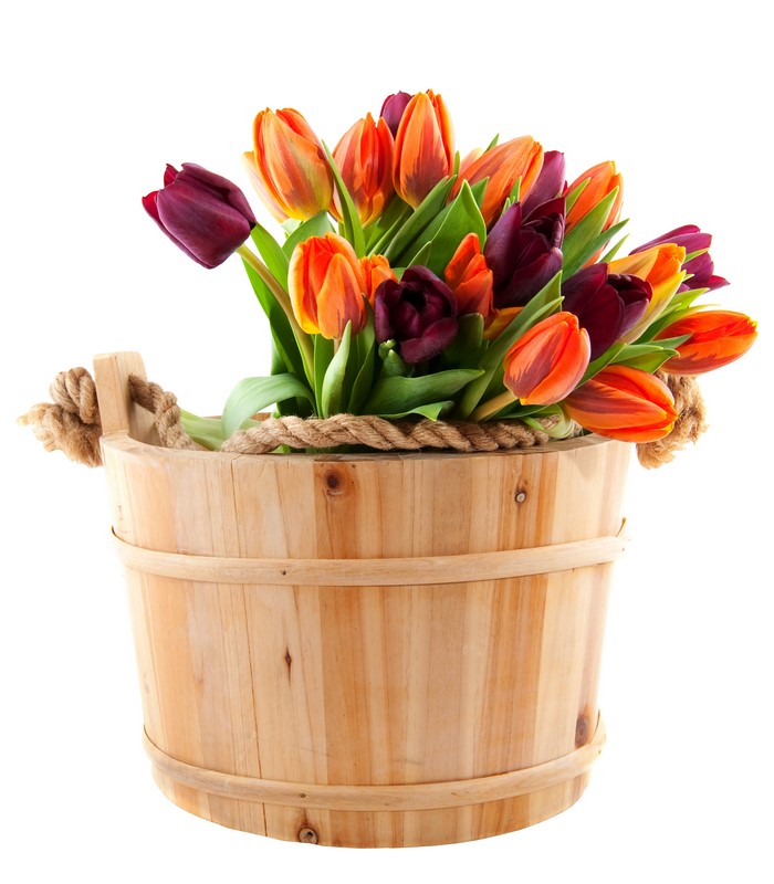 Tulips in a wooden bucket