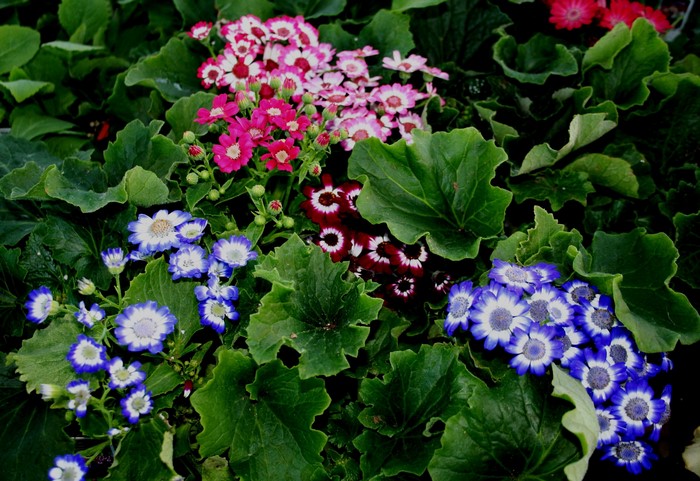 Multicolor Cineraria flowers in closeup