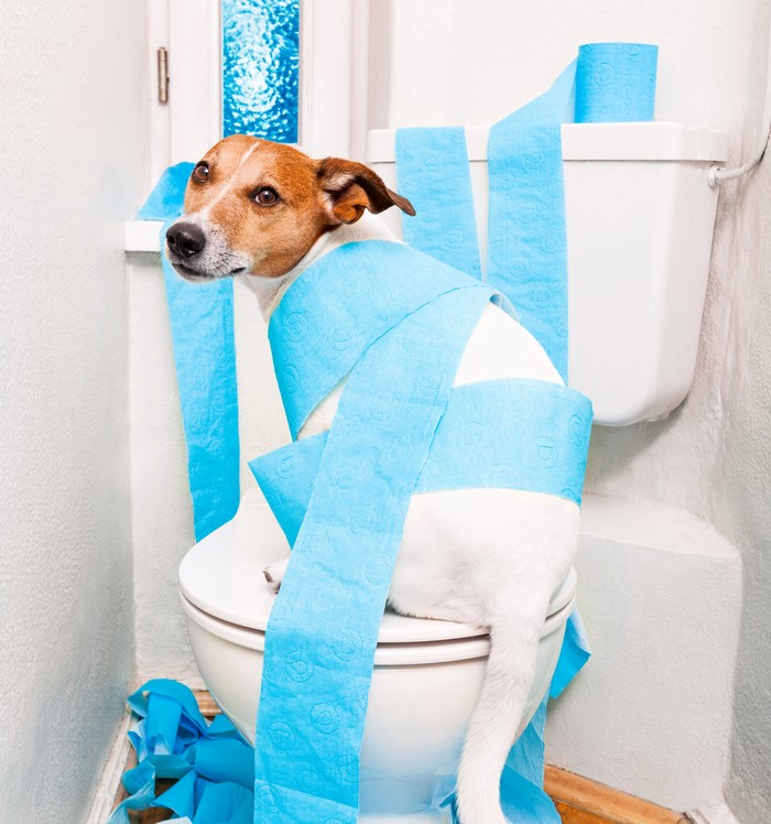 Dog covered in toilet paper sitting on a toilet